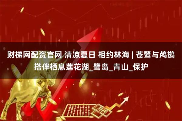 财梯网配资官网 清凉夏日 相约林海 | 苍鹭与鸬鹚搭伴栖息莲花湖_鹭岛_青山_保护